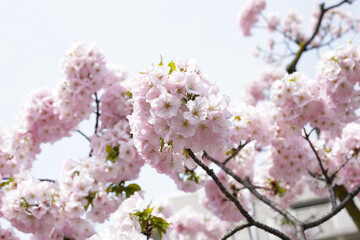 Branches of sakura flowers, cherry blossom