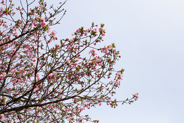 Branches of sakura flowers, cherry blossom