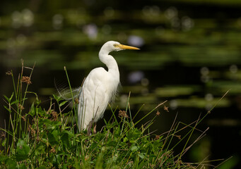 Eastern Great Egret ( Ardea modesta ) elegant looking bird in Queensland, Australia.