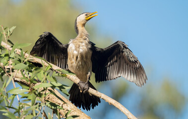 Little Pied Cormorant   Phalacrocorax melanoleucos drying its wings in Queensland, Australia.