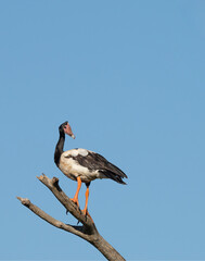 magpie goose  (anseranas semipalmata ) perching on dead tree in Queensland, Australia.
