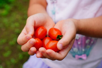家庭菜園で育てたミニトマトを収穫したよ。子供の手のひらいっぱいのミニトマト
