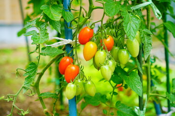 家庭菜園で育てているミニトマト