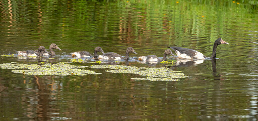 Magpie Goose (Anseranus semipalmata) young family of geese. in Queensland, Australia. 
