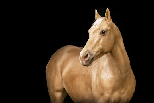 Black shot portrait of a palomino caballo deporte espanol (CDE) horse isolated on black background