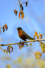 Black and red bird sitting on the branch.