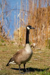 Canada goose. 