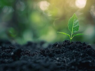 Young plant growing in the soil. Concept of new life and agriculture.
