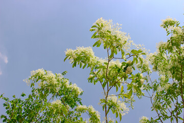 blossoming tree with white flower petal and blue sky summer days warm atmosphere