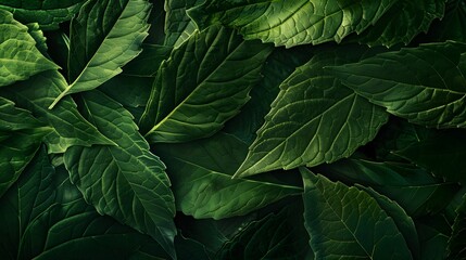 Tropical leaf background