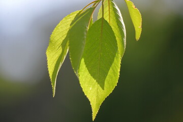 桜の若葉、緑が綺麗