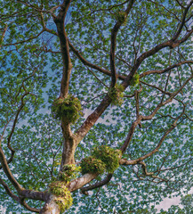 Old Growth Tropical Tree in the Honolulu Rainforest.