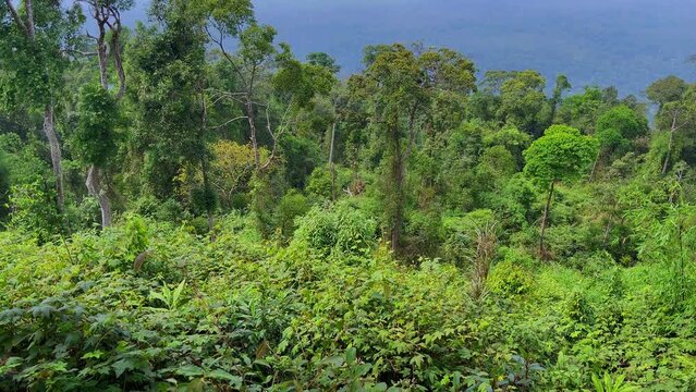 Forest landscape at Khao Yai national park, Thailand