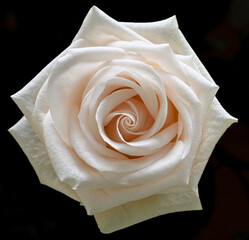 Macro close-up of a single white rose