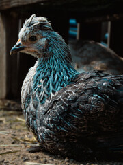 Retrato de un pollito en primer plano