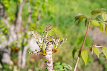 自生するタラノキ　オダラ