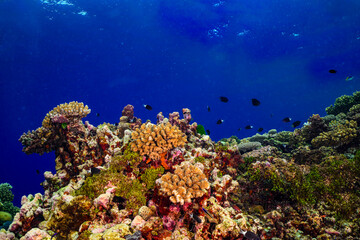 Obraz premium coral reef