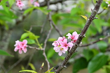 Capturing the vibrant Fuji cherry blossoms on a sunny spring day. Originating from Japan, these flowers are beloved for their vivid colors and graceful petals. Blooming in late March to early April.