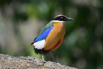 Blue- Winged Pitta in Tampaton Temple Chonburi Thailand