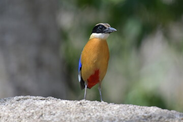 Blue- Winged Pitta in Tampaton Temple Chonburi Thailand