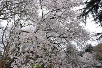 Shinjuku Gyoen National Garden with spring cherry blossom (sakura) in Shinjuku City, Tokyo, japan