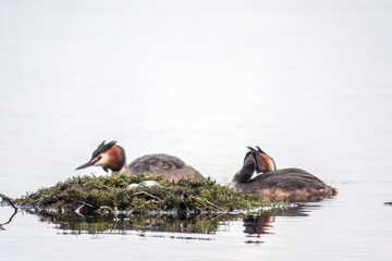 Two waterfowl birds Great Crested Grebes swim in the lake near its nest with eggs, nesting time on...