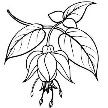 recommend clip art: Fuchsia flower plant  outline illustration coloring book page design, Fuchsia flower plant black and white line art drawing coloring book pages for children and adults