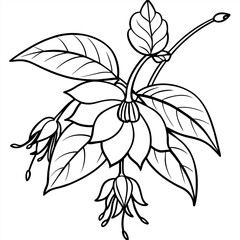 Fuchsia flower plant  outline illustration coloring book page design, Fuchsia flower plant black and white line art drawing coloring book pages for children and adults