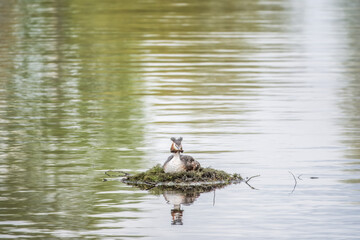 Great Crested Grebe, Podiceps cristatus, water bird sitting on the nest, nesting time on the green lake