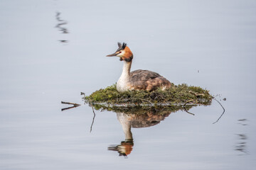 Great Crested Grebe, Podiceps cristatus, water bird sitting on the nest, nesting time on the green...