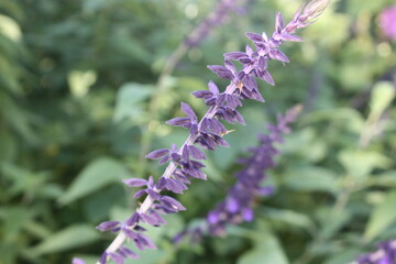 close up of lavender