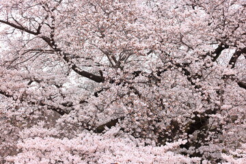 Shinjuku Gyoen National Garden with spring cherry blossom (sakura) in Shinjuku City, Tokyo, japan