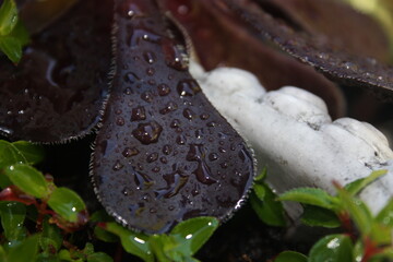 succulent with water droplets