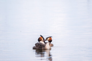 Two Great Crested Grebes swim in the lake