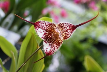 Closeup of the unique red and white Dracula Gorgona 'Raintree' orchid at full bloom