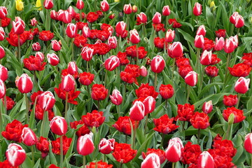 Beautiful red and white tulip flowers in the Spring