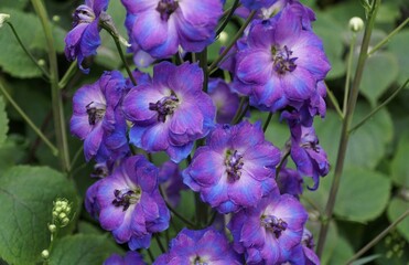 Fototapeta premium Closeup of the vibrant color of Delphinium Pagan Purple flowers, an upright perennial plant