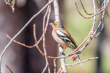 Common chaffinch, Fringilla coelebs, sits on a tree. Common chaffinch in wildlife.