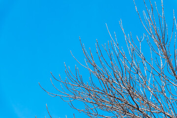 The top of oak tree on a clear winter day against the blue sky background