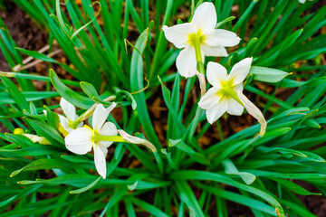 Obraz premium daffodils bloom in the garden in early spring
