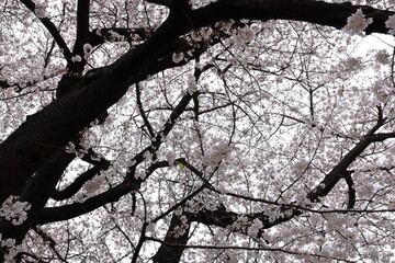 Shinjuku Gyoen National Garden with spring cherry blossom (sakura) in Shinjuku City, Tokyo, japan