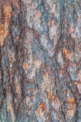 The bark of an old tree. Larch bark.
