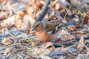 Common chaffinch, Fringilla coelebs, sits on the ground in spring. Common chaffinch in wildlife.