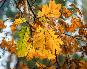 Yosemite National Park