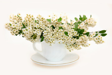 Bouquet of white spirea in a white cup on a white background. Layout for design.