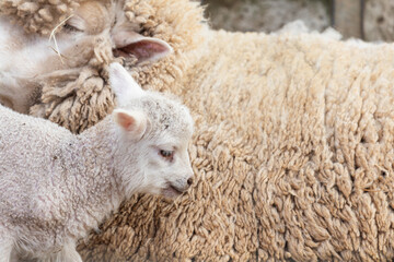 A lamb clinging tightly to its mother.
