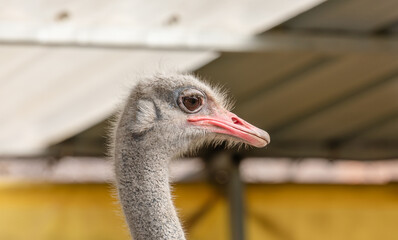 Ostrich at an ostrich farm. close-up