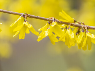 Forsythia. Blooming forsythia bush. Yellow flower on a branch of forsythia.