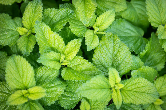 Close up of a bright green fresh Lemon Balm plant in a garden