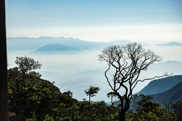 Morning fog over the mountain in Vietnam. Sunrise with fog in early morning and dry lonely tree.